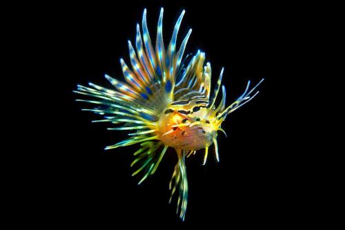 lionfish